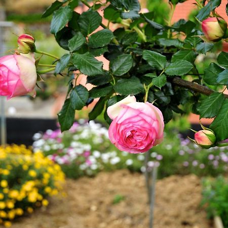 Le Rose Villa San Biagio della Cima Ngoại thất bức ảnh