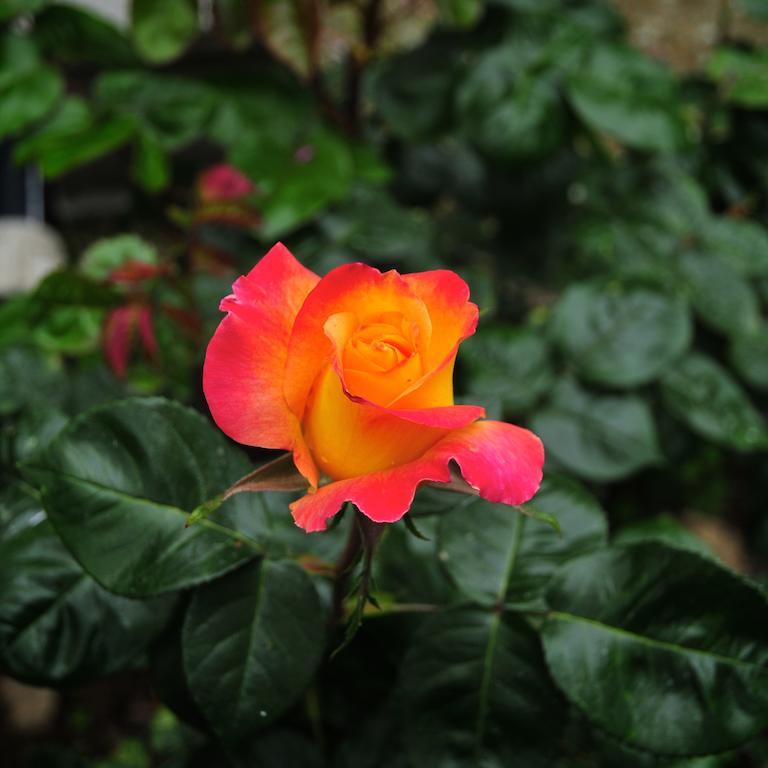 Le Rose Villa San Biagio della Cima Ngoại thất bức ảnh