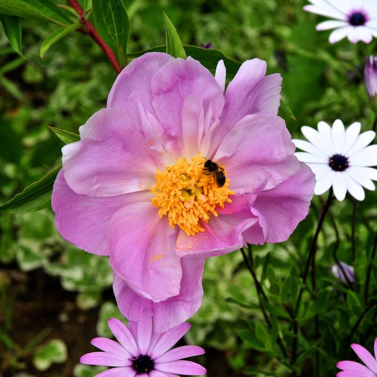 Le Rose Villa San Biagio della Cima Ngoại thất bức ảnh