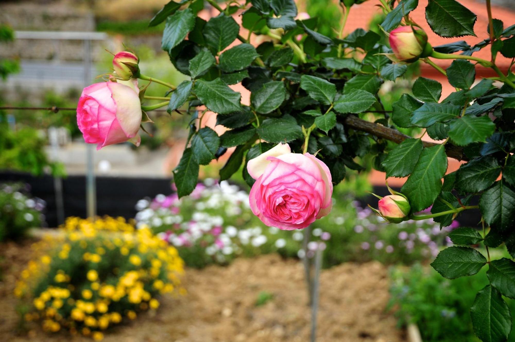 Le Rose Villa San Biagio della Cima Ngoại thất bức ảnh
