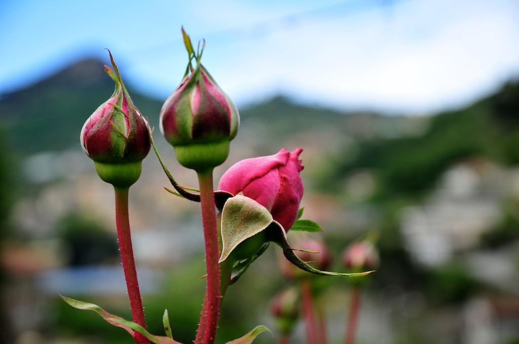 Le Rose Villa San Biagio della Cima Ngoại thất bức ảnh