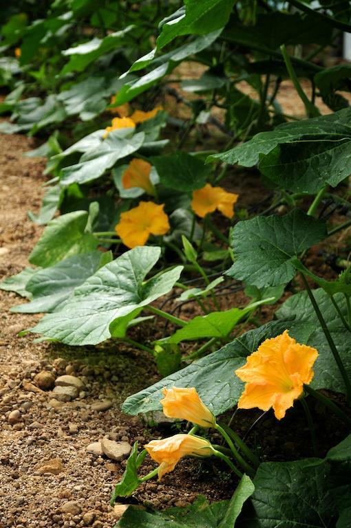 Le Rose Villa San Biagio della Cima Ngoại thất bức ảnh