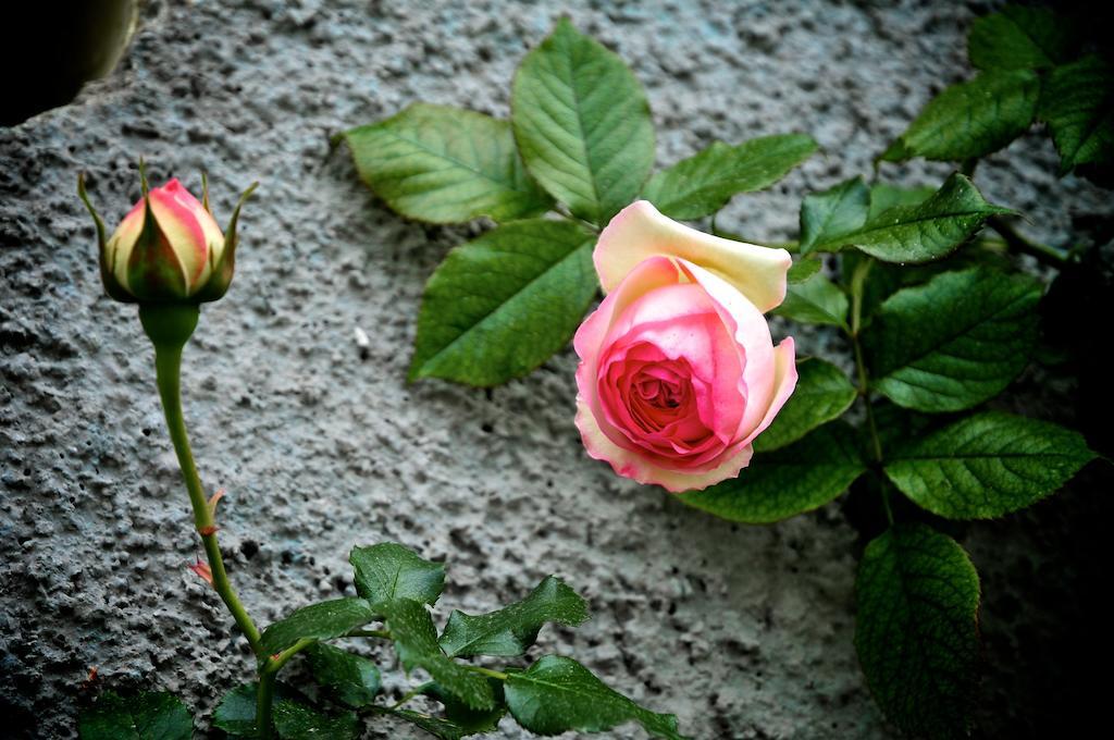 Le Rose Villa San Biagio della Cima Ngoại thất bức ảnh