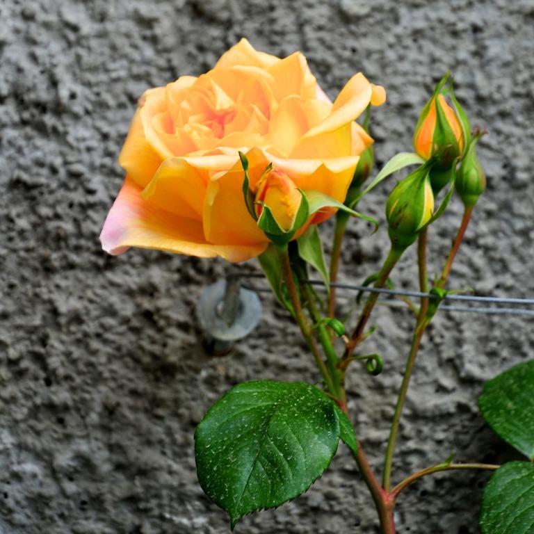 Le Rose Villa San Biagio della Cima Ngoại thất bức ảnh