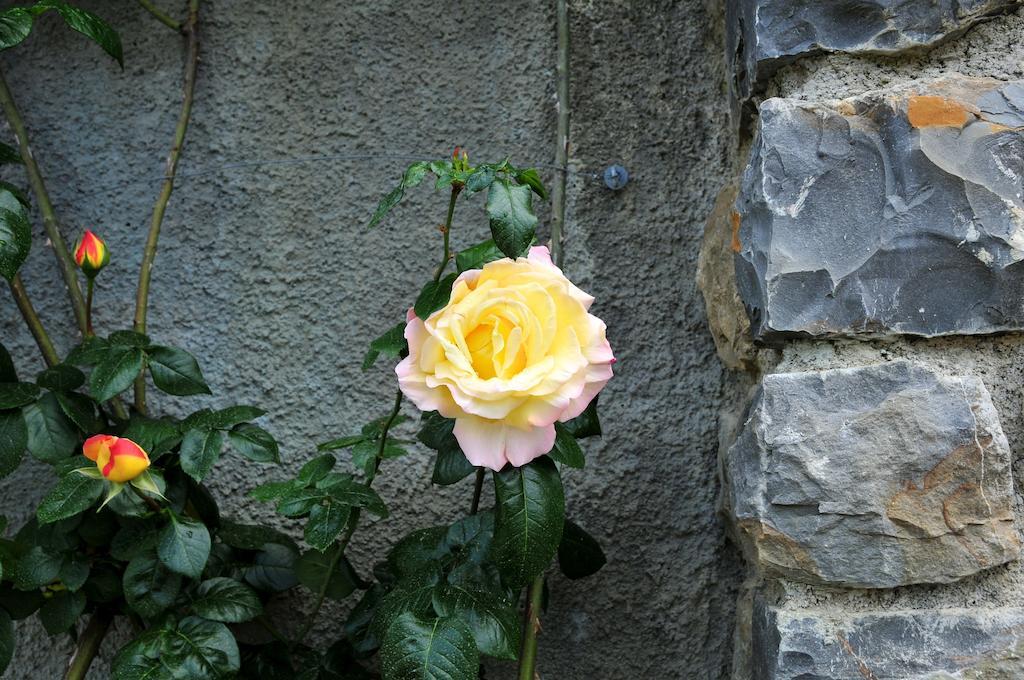 Le Rose Villa San Biagio della Cima Ngoại thất bức ảnh