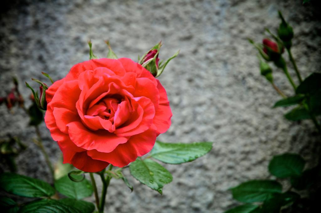 Le Rose Villa San Biagio della Cima Ngoại thất bức ảnh