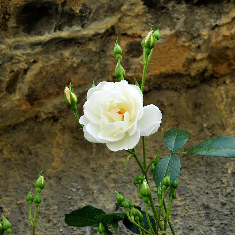 Le Rose Villa San Biagio della Cima Ngoại thất bức ảnh