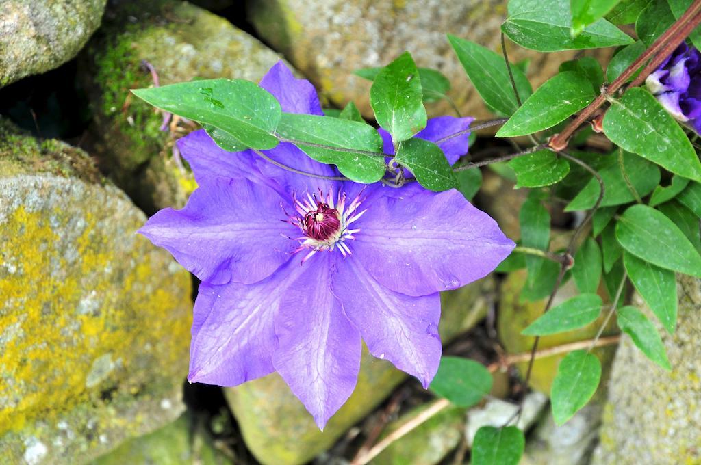 Le Rose Villa San Biagio della Cima Ngoại thất bức ảnh