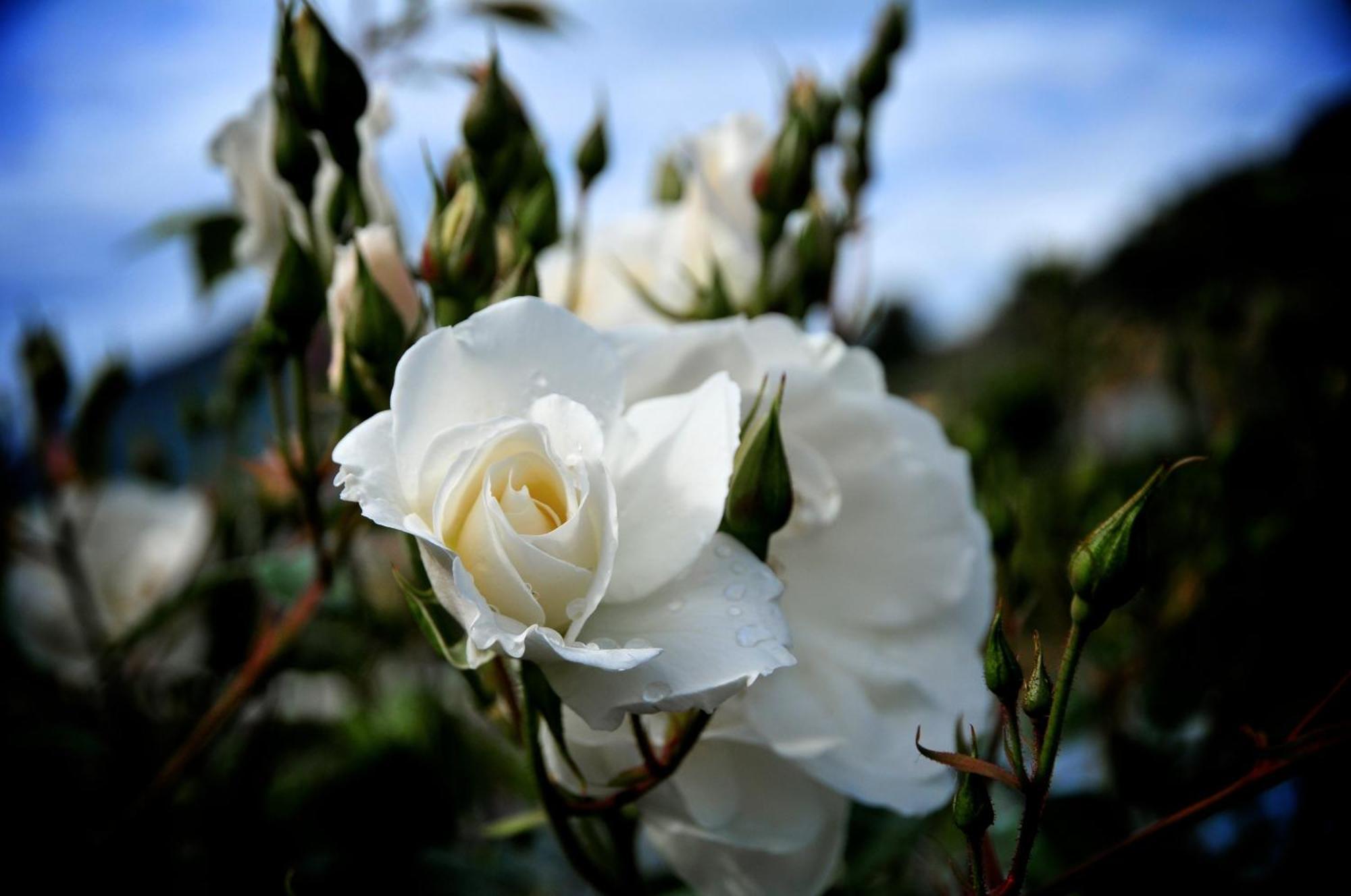 Le Rose Villa San Biagio della Cima Ngoại thất bức ảnh