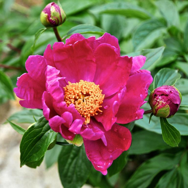 Le Rose Villa San Biagio della Cima Ngoại thất bức ảnh